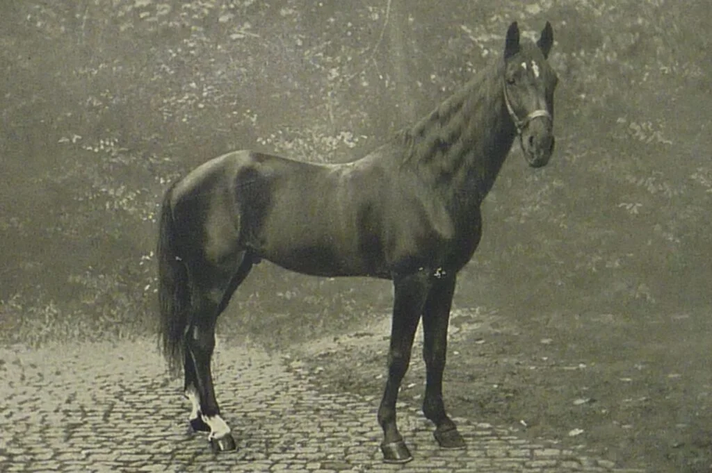 Slimme Hans in 1910, het paard dat kon rekenen