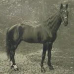 Slimme Hans in 1910, het paard dat kon rekenen
