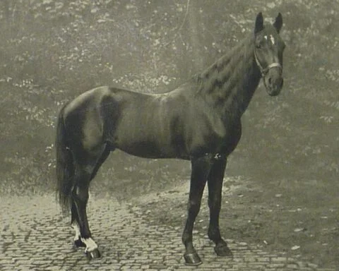 Slimme Hans in 1910, het paard dat kon rekenen