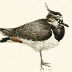 Kievit - Afbeelding uit het boek '333 Vogels' van Peter Vos