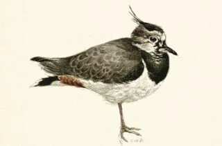 Kievit - Afbeelding uit het boek '333 Vogels' van Peter Vos