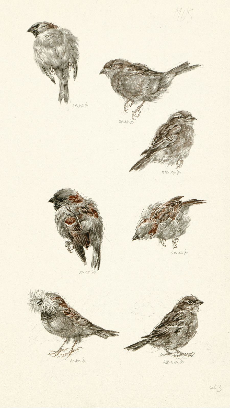 Mussen - Afbeelding uit het boek '333 Vogels' van Peter Vos 
