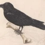 Raaf (Corvus corax), Anselmus Boëtius de Boodt, 1596-1610.