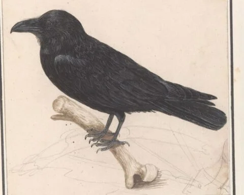 Raaf (Corvus corax), Anselmus Boëtius de Boodt, 1596-1610.