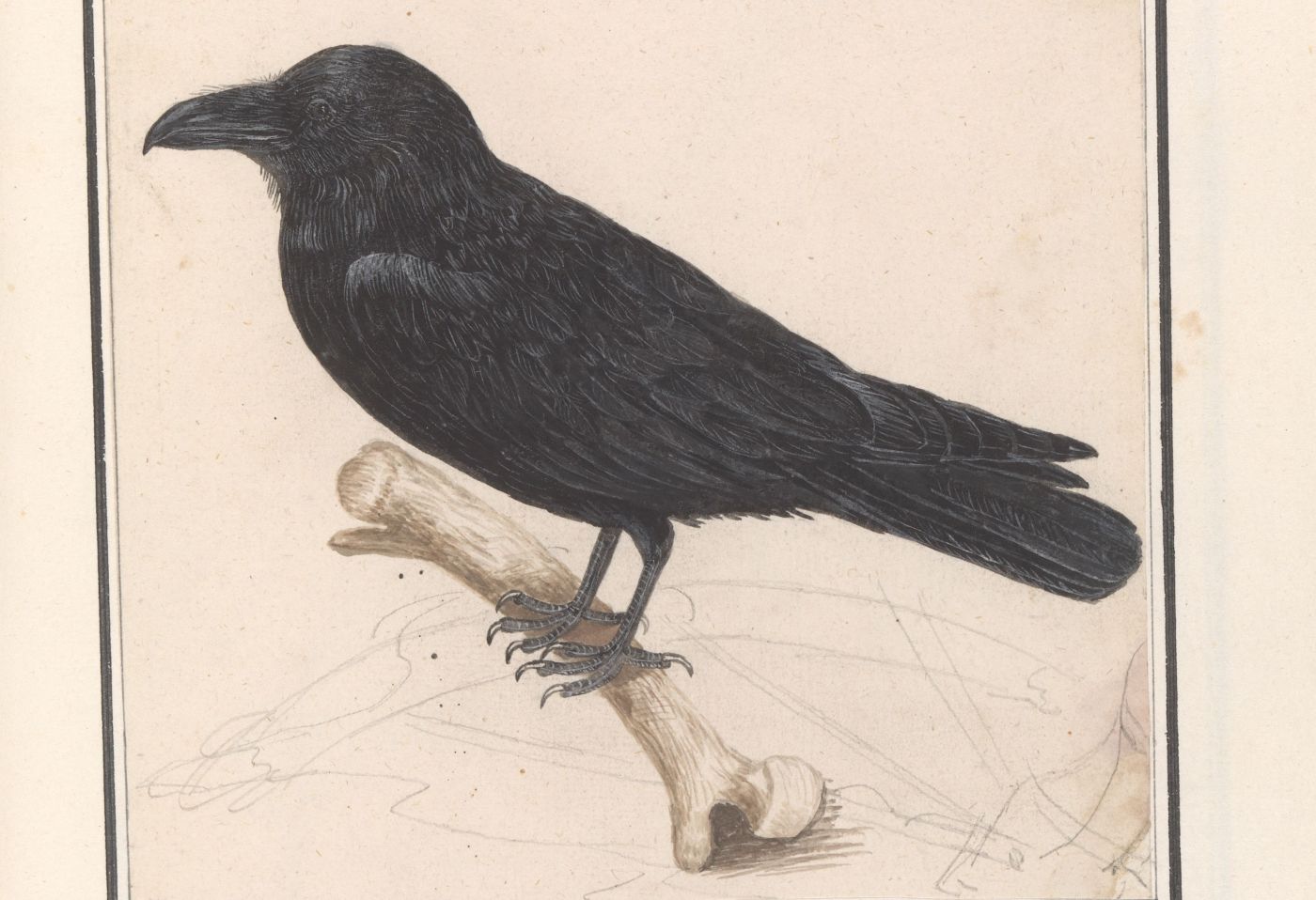 Raaf (Corvus corax), Anselmus Boëtius de Boodt, 1596-1610.