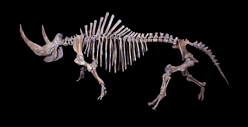 Skelet van een wolharige neushoorn