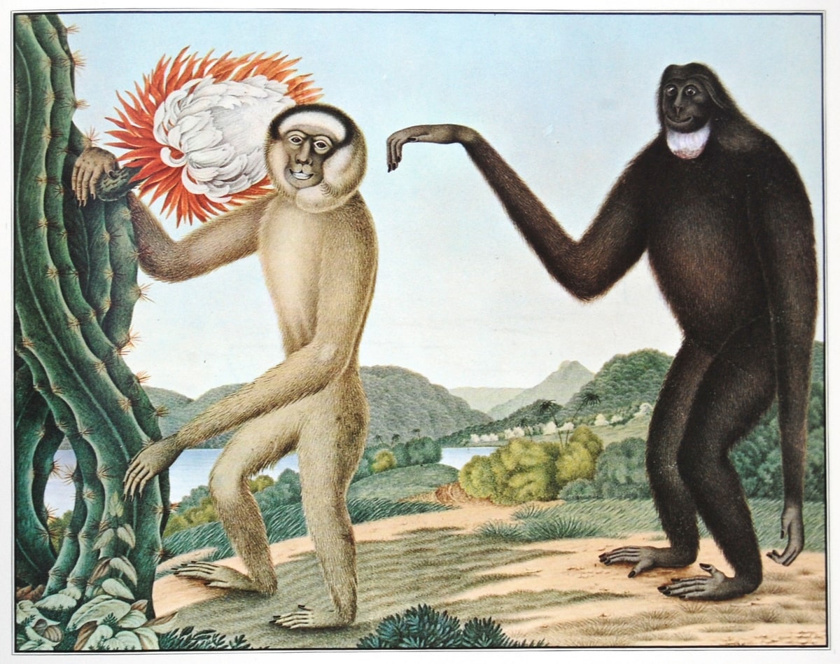 De Hoolock Gibbon (1835)