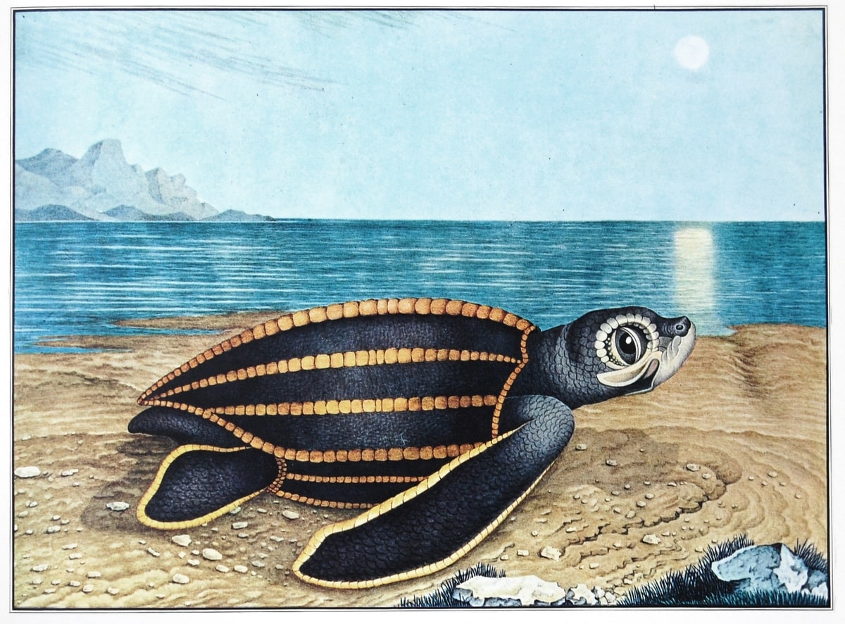 De zeeschildpad (1867)