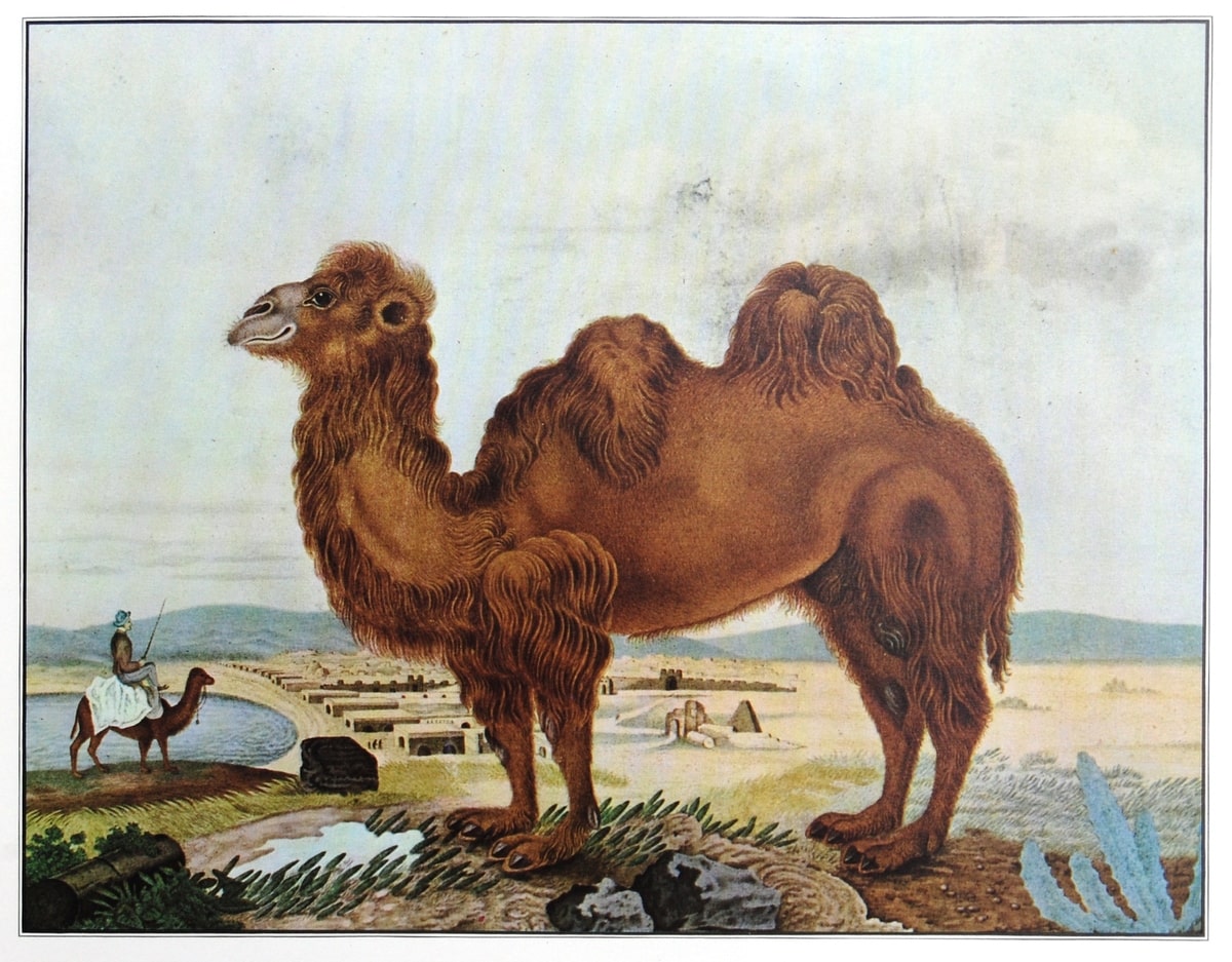 De kameel (1846)