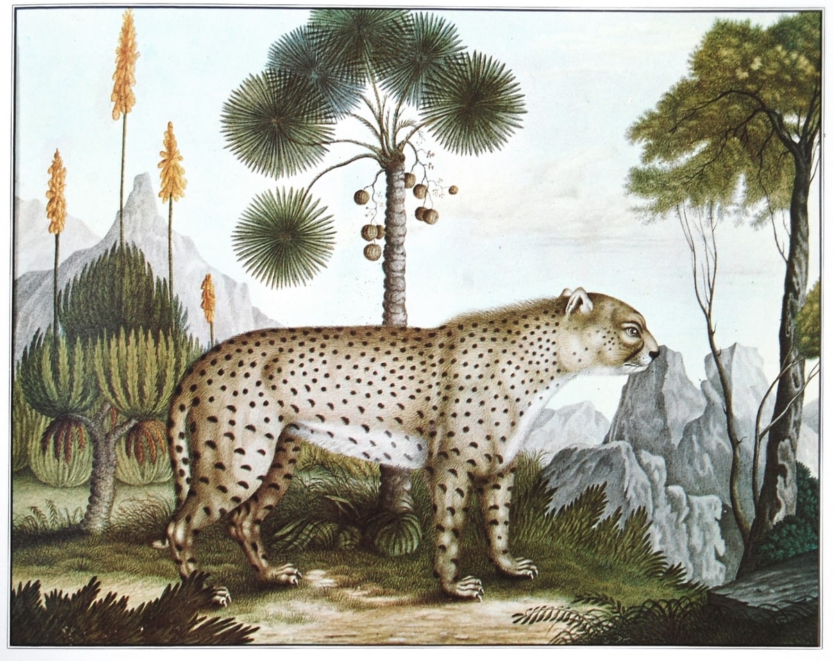 De cheeta (1886)