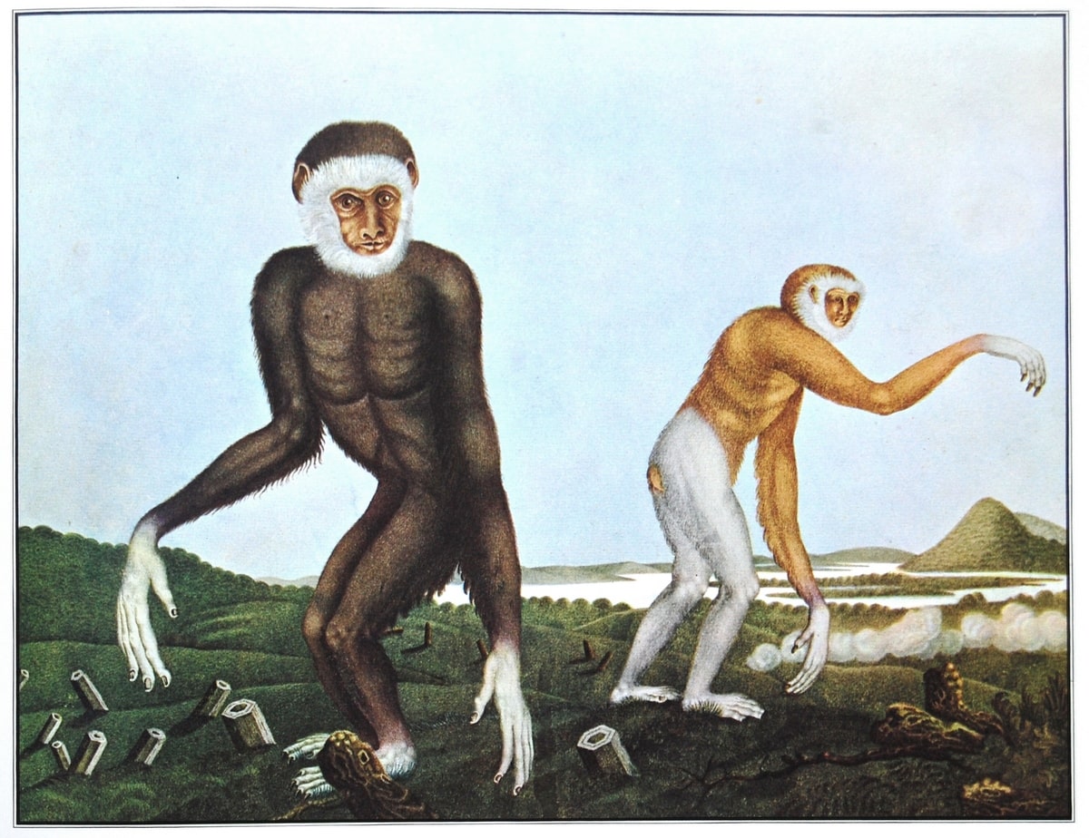 De Gibbon (1833)