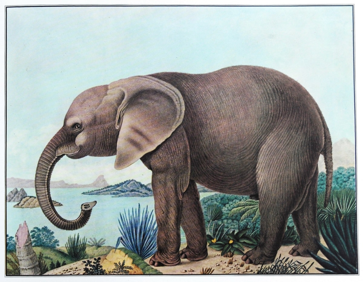 De Afrikaanse olifant (1886)