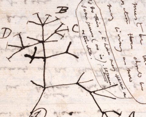Detail van Darwins 'Tree of Life'