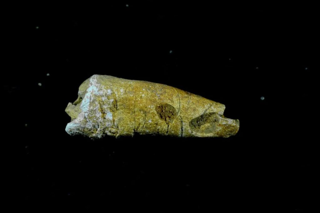Fragment van een in het graf gevonden tand