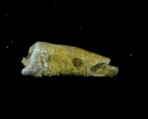 Fragment van een in het graf gevonden tand