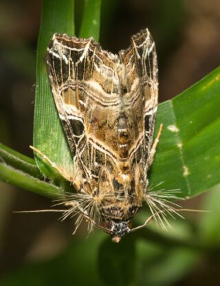 Callopistria, een vlinder uit de nachtuil-familie