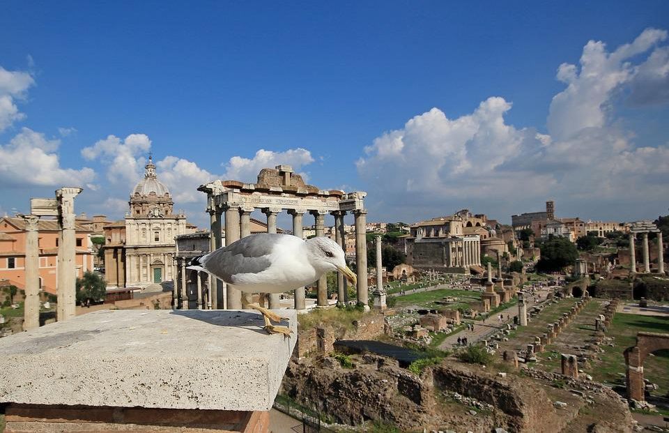 Vogel bij het Forum Romanum in Rome