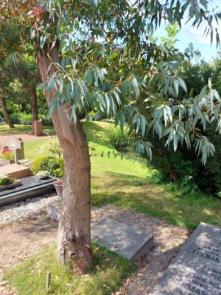 Eucalyptusboom op het graf van Mosei Karlitzki.