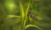 Eendagsvlieg – Betekenis & historische voorbeelden