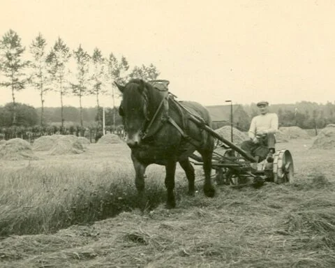 Oogsten in het Belgische Merelbeke, 1951