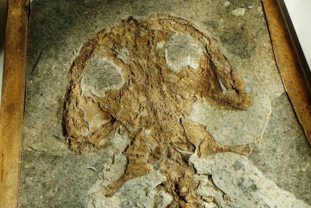 Homo diluvii testis. Het fossiel zoals te zien in het Teylers Museum in Haarlem
