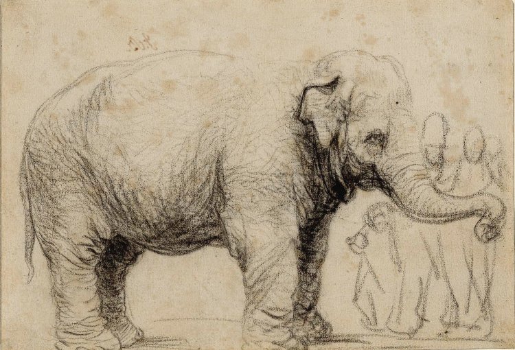Hansken – De beroemdste olifant van de 17e eeuw