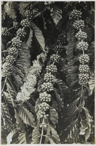 Koffie op Java, rond 1900. 