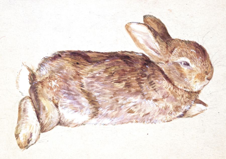 Tekening van een konijn (Peter Piper)- Beatrix Potter, ca.1880 - ©: Victoria and Albert Museum London, courtesy Frederick Warne Co Ltd.
