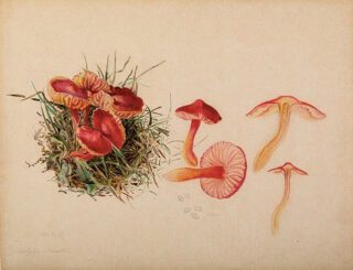 Beatrix Potter: mycologische illustratie van het voorplantingssysteem van de schimmel Hygrocybe coccinea - Armitt Museum and Library