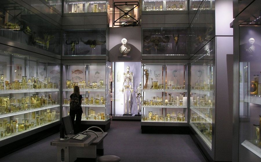 Skelet van Charles Byrne, zoals eerder te zien in het Hunterian Museum