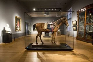 Wexy, het paard van de Prins van Oranje