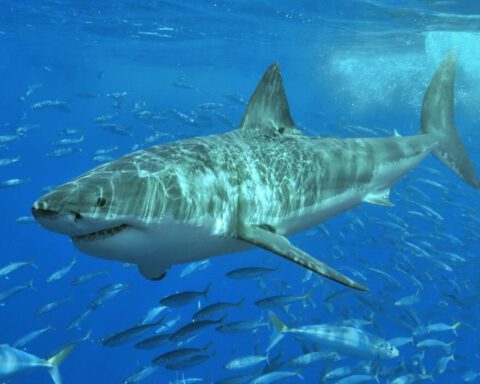Willekeurige foto van een witte haai