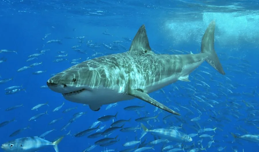 Willekeurige foto van een witte haai