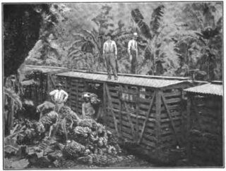 Bananenvervoer in Costa Rica, 1907