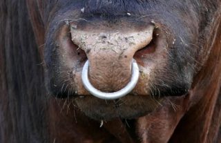 Ring door de neus van een stier