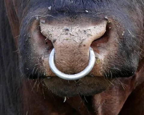 Ring door de neus van een stier