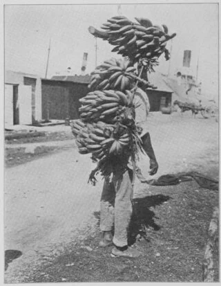 Een man draagt bananen in de haven van de United Fruit Company, 1913