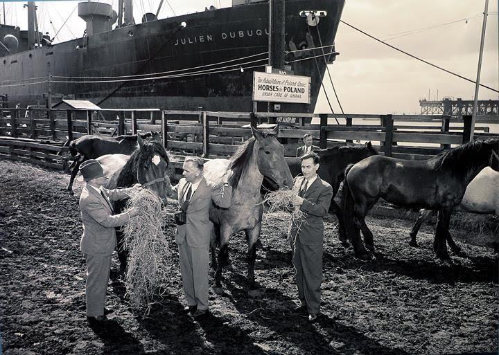 Levering van paarden in het haven van Gdansk (Danzig) in het kader van het UNRRA-project ‘Paarden voor Polen’. Tussen 1946-49 leverde de UNRRA 138.000 paarden aan Polen die aangekocht werden in de VS, Groot-Brittannië, Frankrijk en Scandinavië. Dergelijke aankopen vormden voor de leveranciers een heuse economische impuls. 