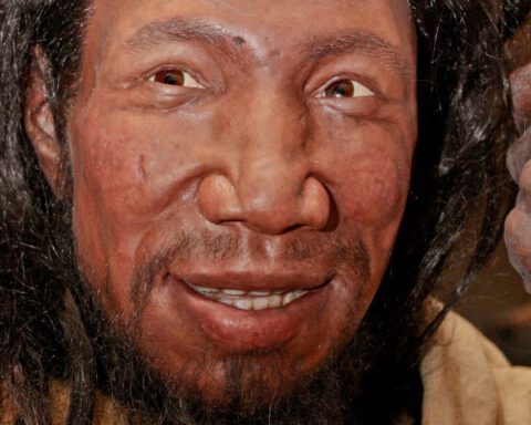 Reconstructie van een Cro magnon mens in een Neanderthaler Museum in Roemenië