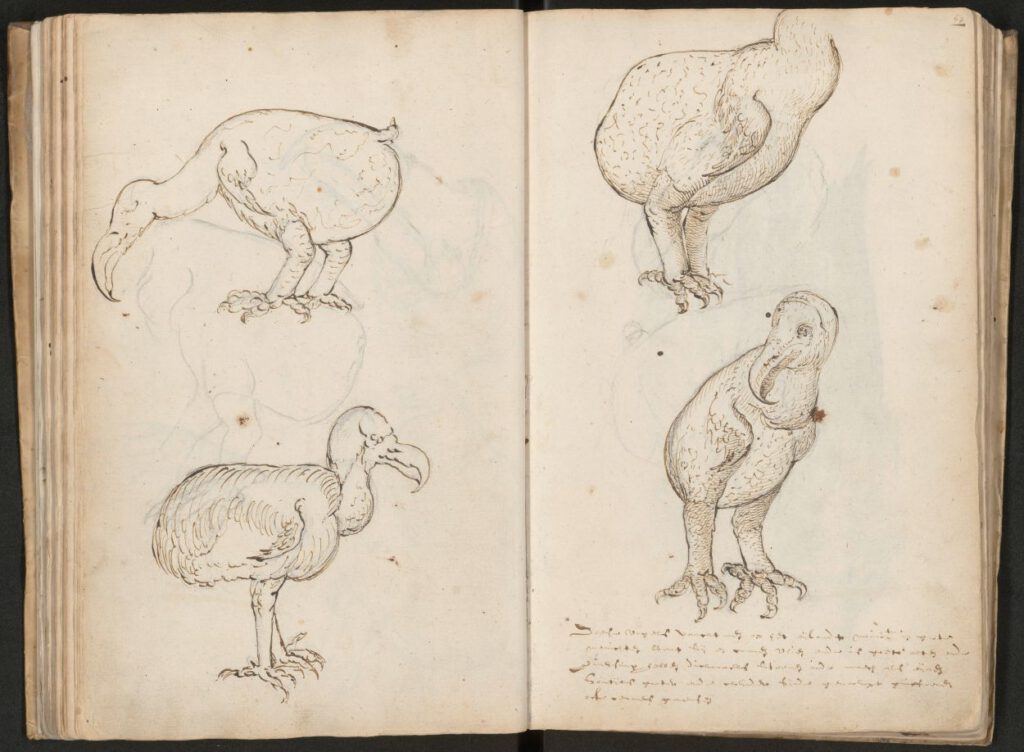 Eerste tekeningen van de dodo, door Joris Joostensz Laerle, 1601