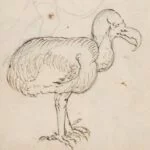 Tekening van de dodo door Joris Joostensz Laerle, 1601