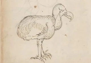 Tekening van de dodo door Joris Joostensz Laerle, 1601
