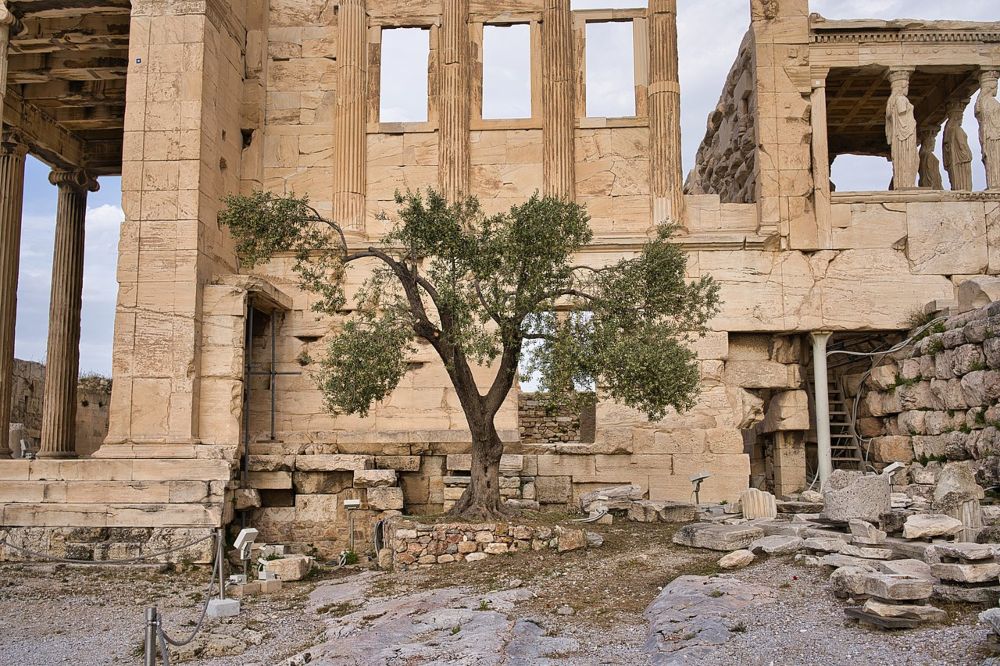 De in 1952 op de Akropolis geplante olijfboom 