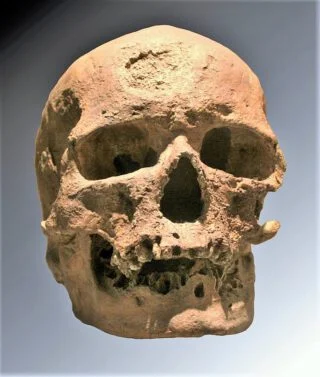 Replica van een Cro-magnon-schedel
