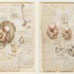 Foetus in de baarmoeder, tekening van Leonardo da Vinci (1511) - (wiki/publiek domein)