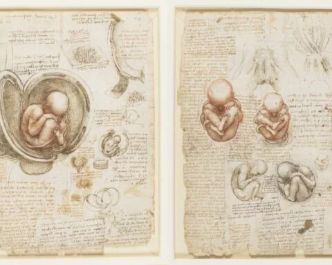 Foetus in de baarmoeder, tekening van Leonardo da Vinci (1511) - (wiki/publiek domein)