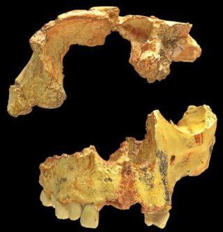 Resten van de Homo antecessor, gevonden in Spanje