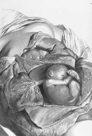 Foetus in de baarmoeder door Gerard de Lairesse, in Bidloo, 1690, Ontleding des menschelyken lichaams.