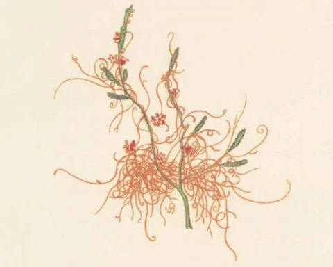 Fragment van de tekening van de Cuscuta epithymum uit de originele Flora Batava