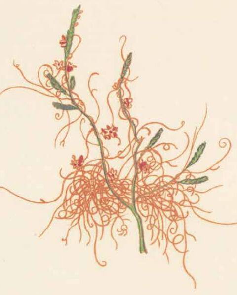Fragment van de tekening van de Cuscuta epithymum uit de originele Flora Batava